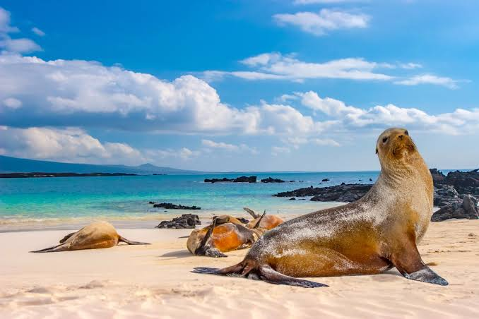 Quần đảo Galápagos