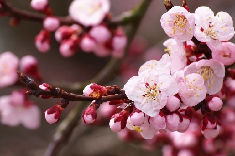 Hình ảnh hoa đào ngày Tết-20.jpg