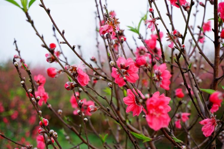 Hình ảnh hoa đào ngày Tết-22.jpg