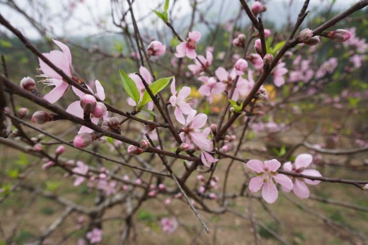 Hình ảnh hoa đào ngày Tết-23.jpg