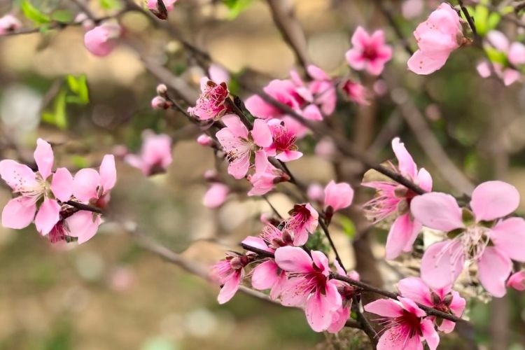 Hình ảnh hoa đào ngày Tết-24.jpg