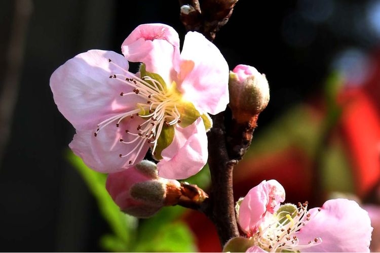 Hình ảnh hoa đào ngày Tết-25.jpg