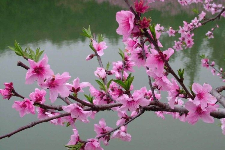 Hình ảnh hoa đào ngày Tết-26.jpg