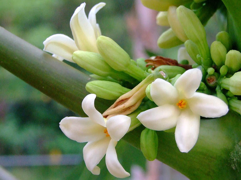 Hoa đu đủ đực có tác dụng gì 6.png