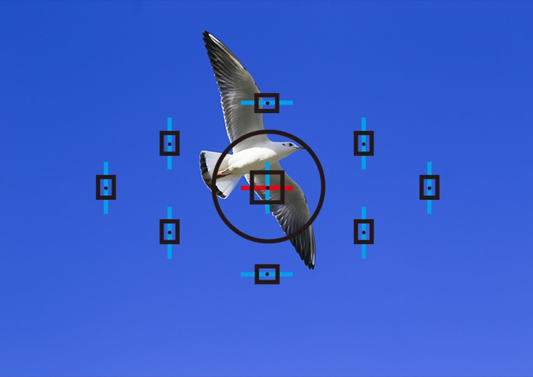 Lấy nét tự động AF 3.jpg