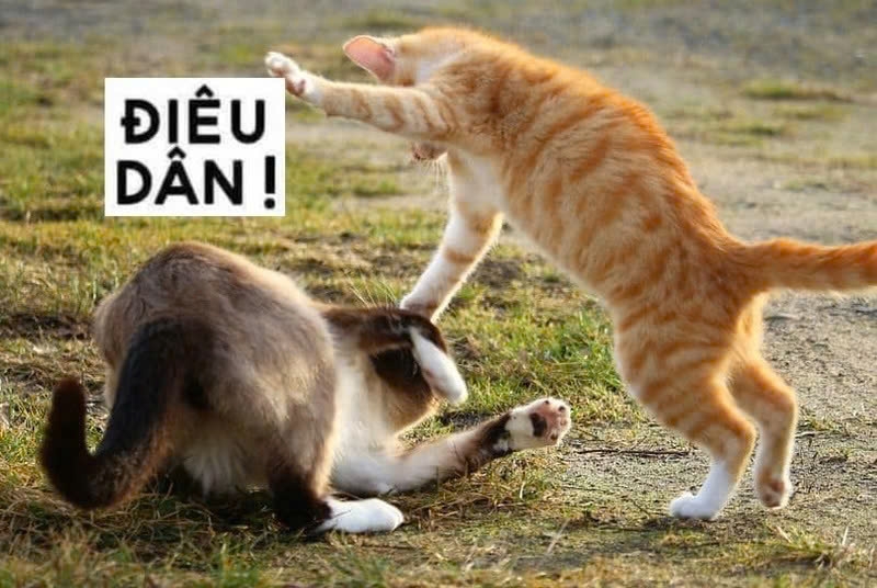 Meme mèo bựa13.jpg