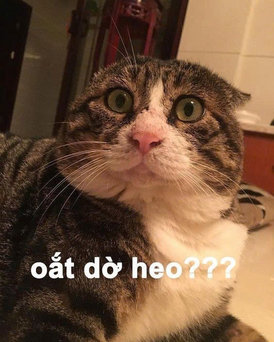 Meme mèo bựa18.jpg
