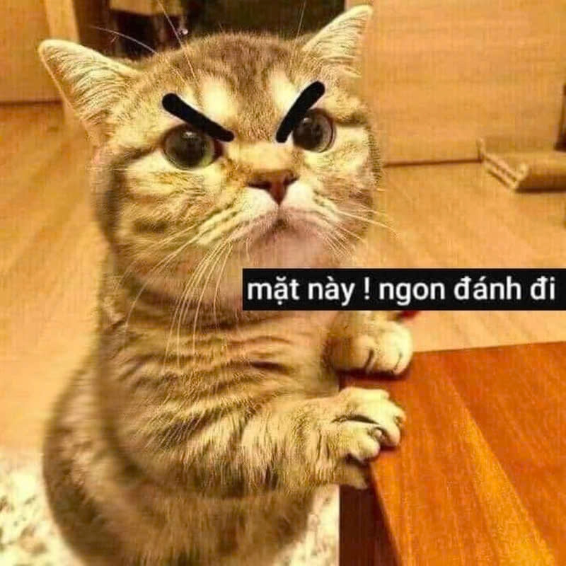 Meme mèo bựa-10.jpg