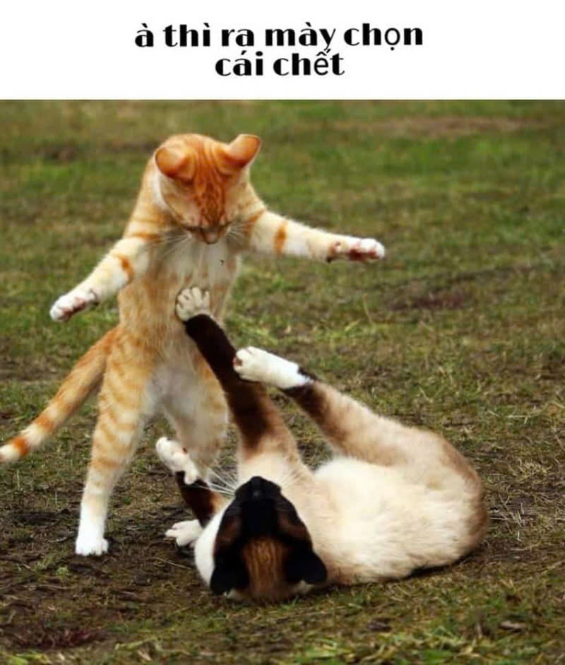 Meme mèo bựa-12.jpg