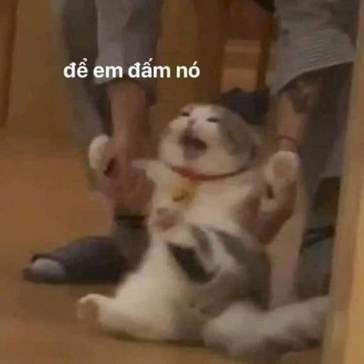 Meme mèo bựa-16.jpg