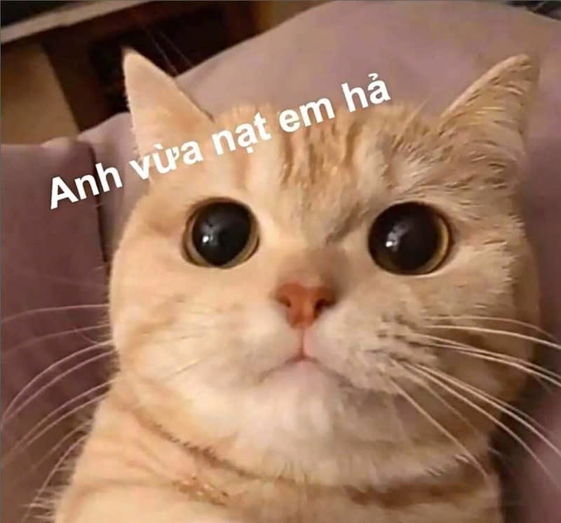 Meme mèo bựa-21.jpg