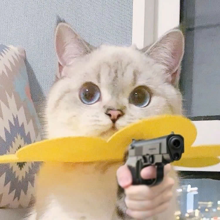 Meme mèo bựa-8.jpg