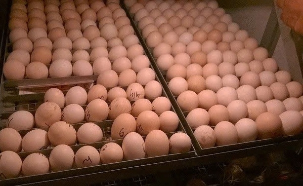 Trứng gà để tủ lạnh có ấp được không ảnh 4