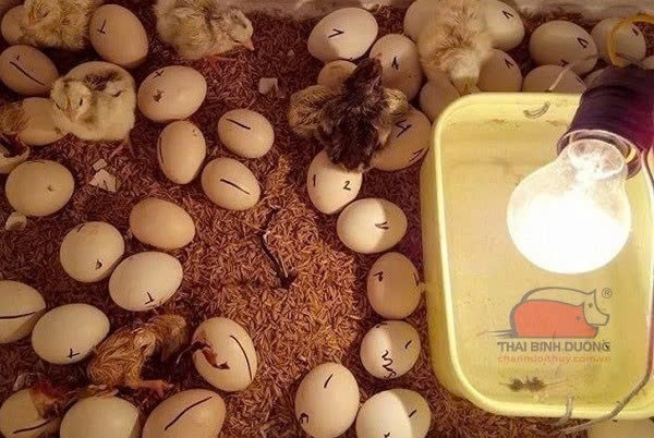Trứng gà để tủ lạnh có ấp được không ảnh 6