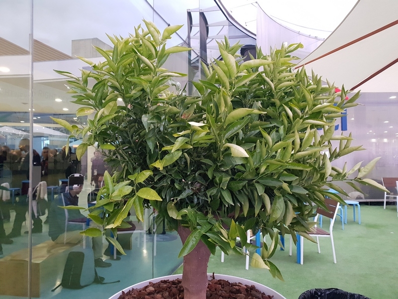 Ảnh chụp từ camera khẩu độ F/2,4 của Galaxy S9+ Ảnh chụp từ camera khẩu độ F/2,4 của Galaxy S9+