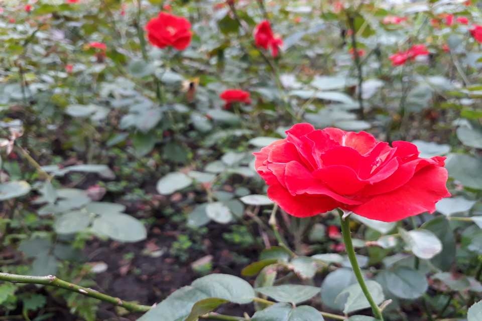 Đánh giá camera Samsung Galaxy J5 Prime: Còn thiếu một chút để hoàn hảo Đánh giá camera Samsung Galaxy J5 Prime: Còn thiếu một chút để hoàn hảo