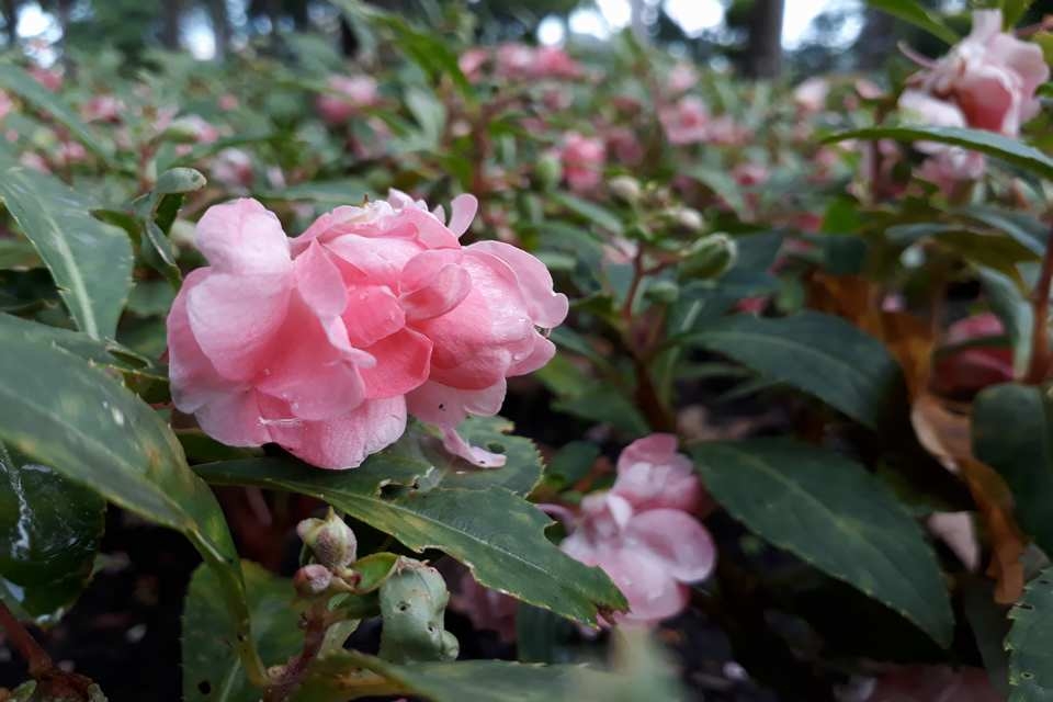 Đánh giá camera Samsung Galaxy J5 Prime: Còn thiếu một chút để hoàn hảo Đánh giá camera Samsung Galaxy J5 Prime: Còn thiếu một chút để hoàn hảo