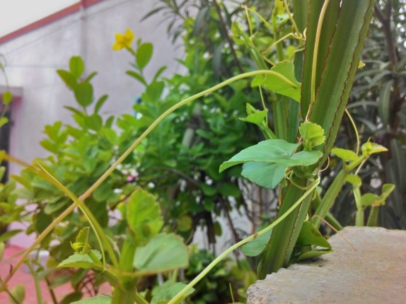 Anh-chup-tu-Asus-ZenFone-6