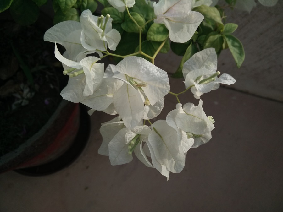 Anh-chup-tu-Oppo_N1_Mini