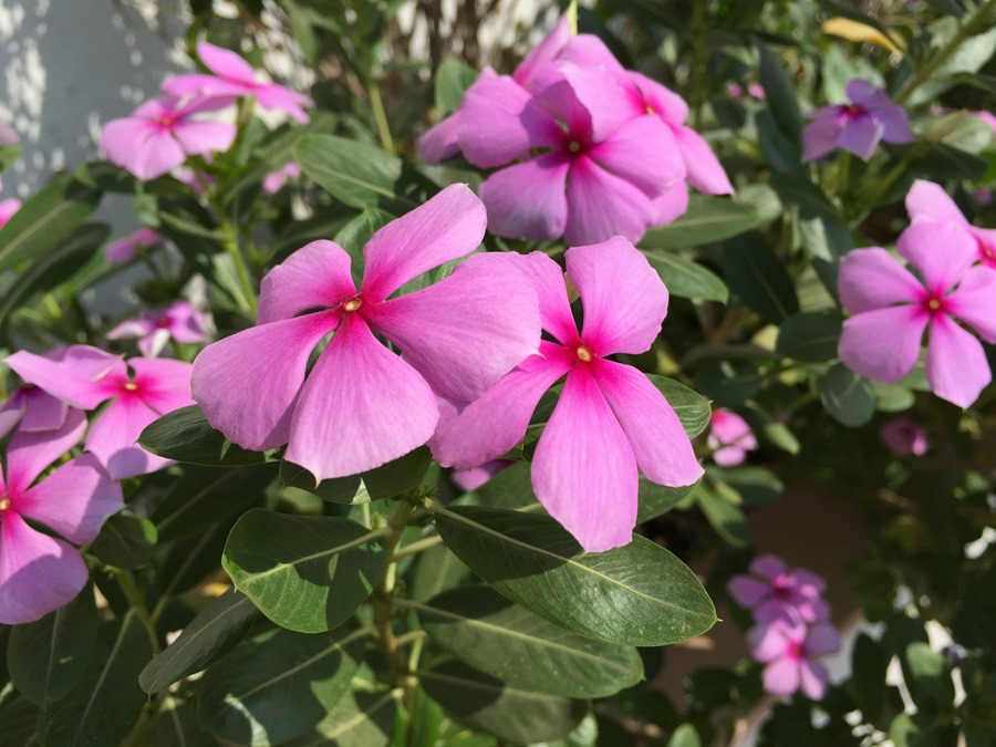 camera-iPhone6-Plus