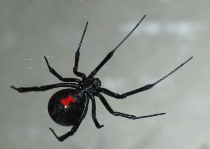 Loại nhện độc Black Widow