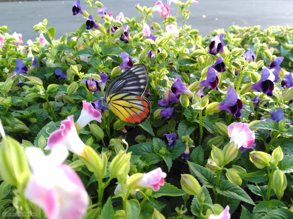 anh chup thu Obi SF1