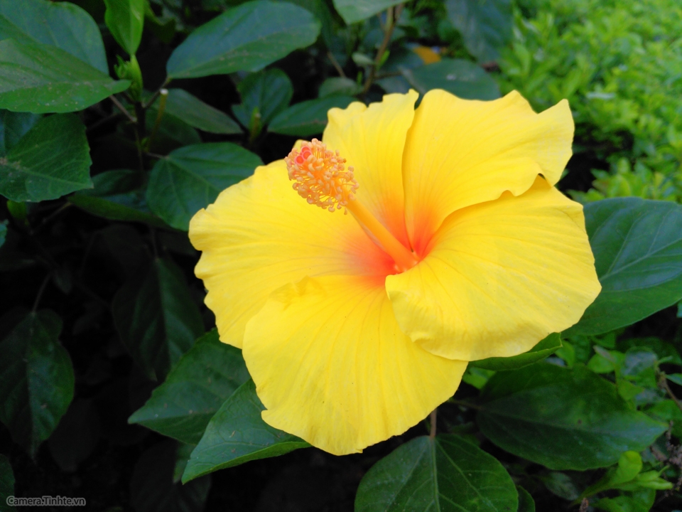 anh chup thu Obi SF1 tinhte-15.