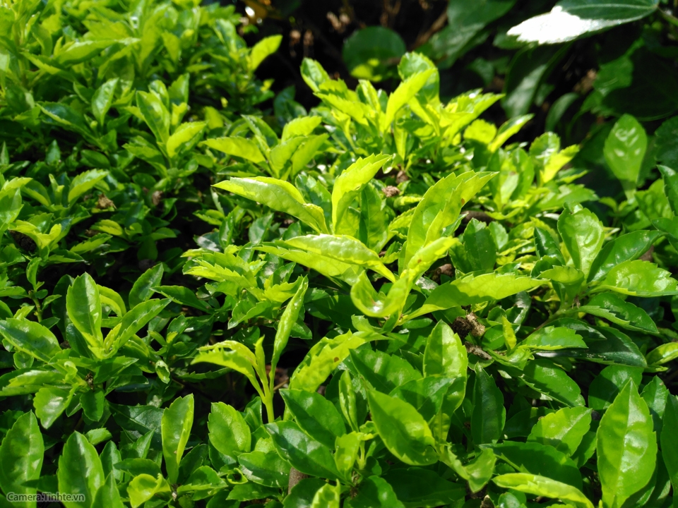 anh chup thu Obi SF1 tinhte-14.