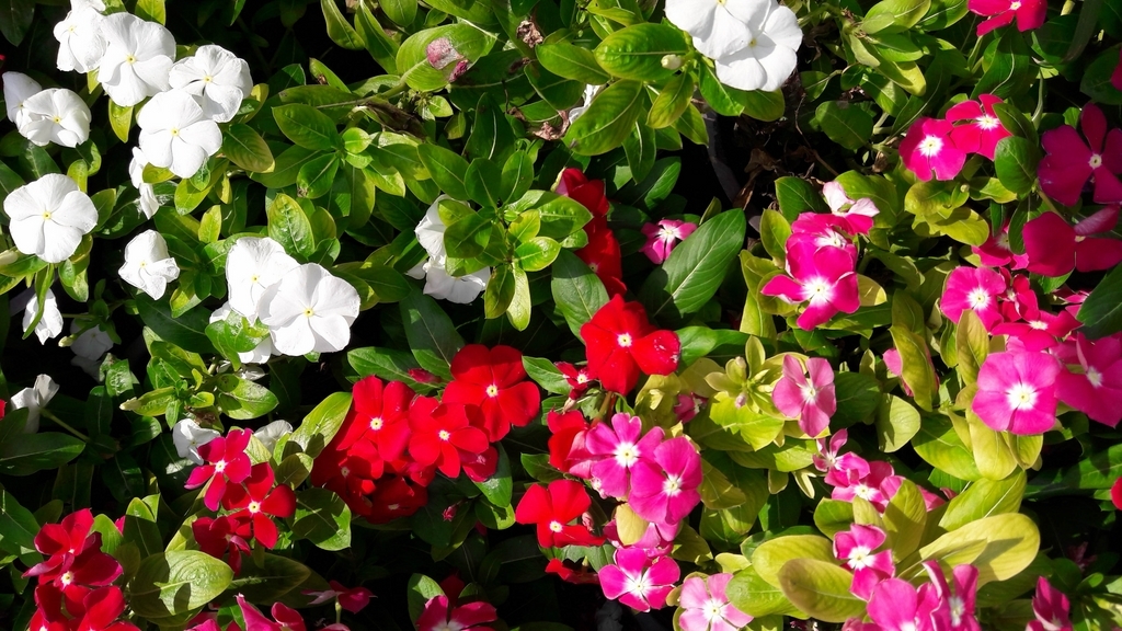 Bất ngờ với chất lượng camera Galaxy A Series (2016)