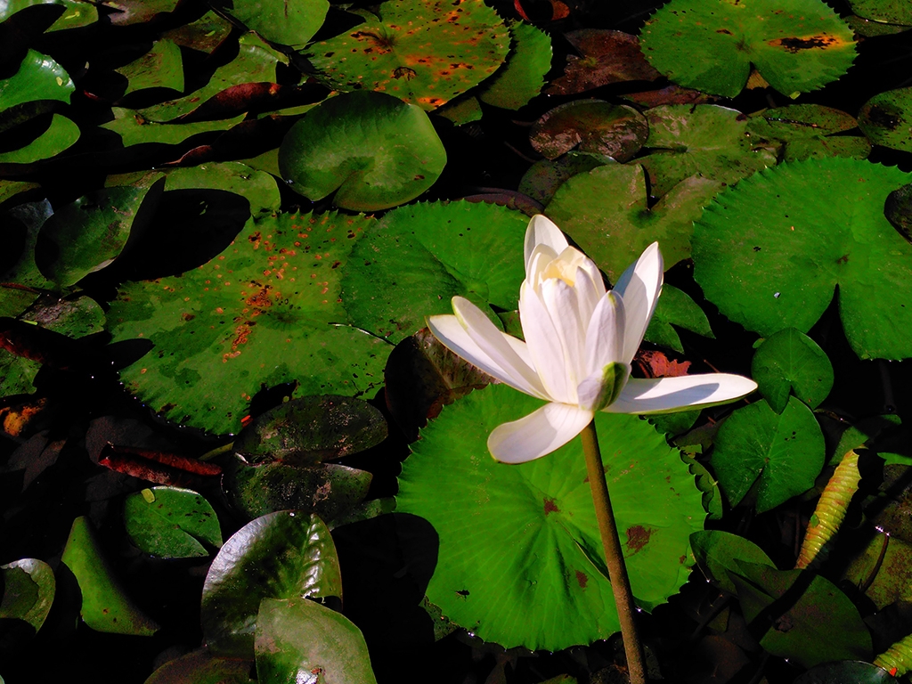 Đánh giá Camera Obi SF1