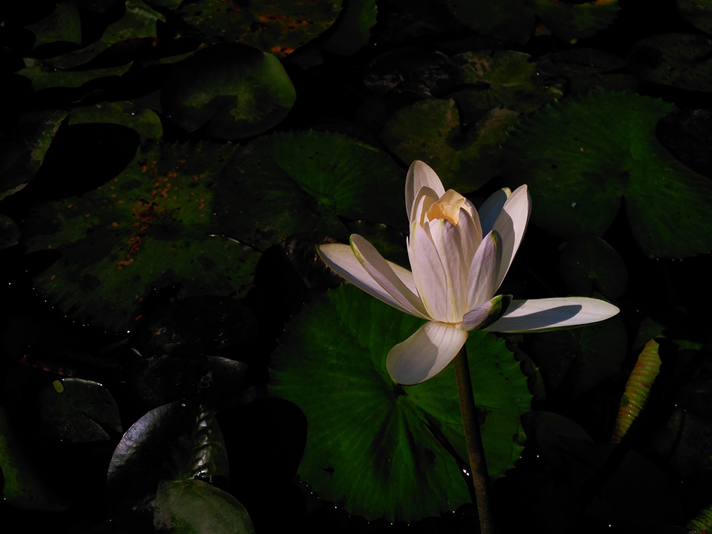 Đánh giá Camera Obi SF1