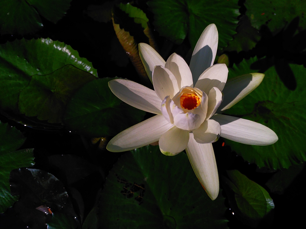 Đánh giá Camera Obi SF1