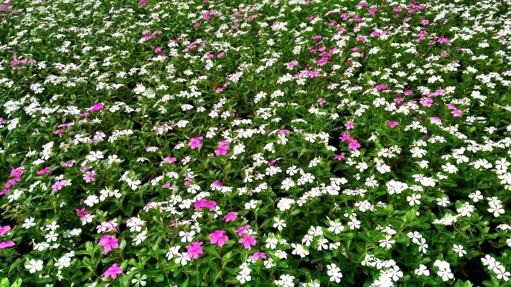 Chụp ảnh đẹp với Asus Zenfone Laser 5.5 inch