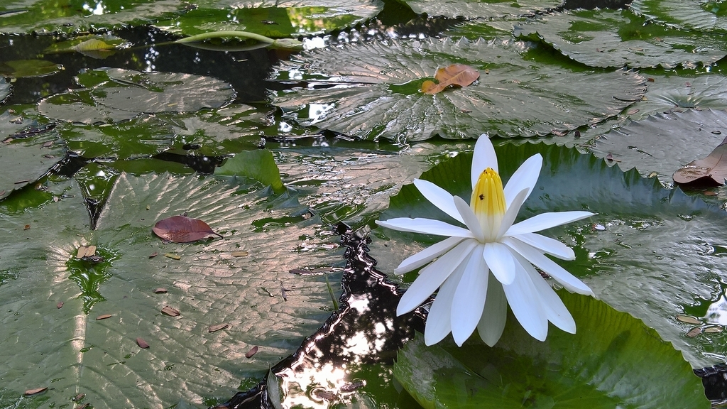 Đánh giá camera Lumia 950XL - Trên cả tuyệt vời