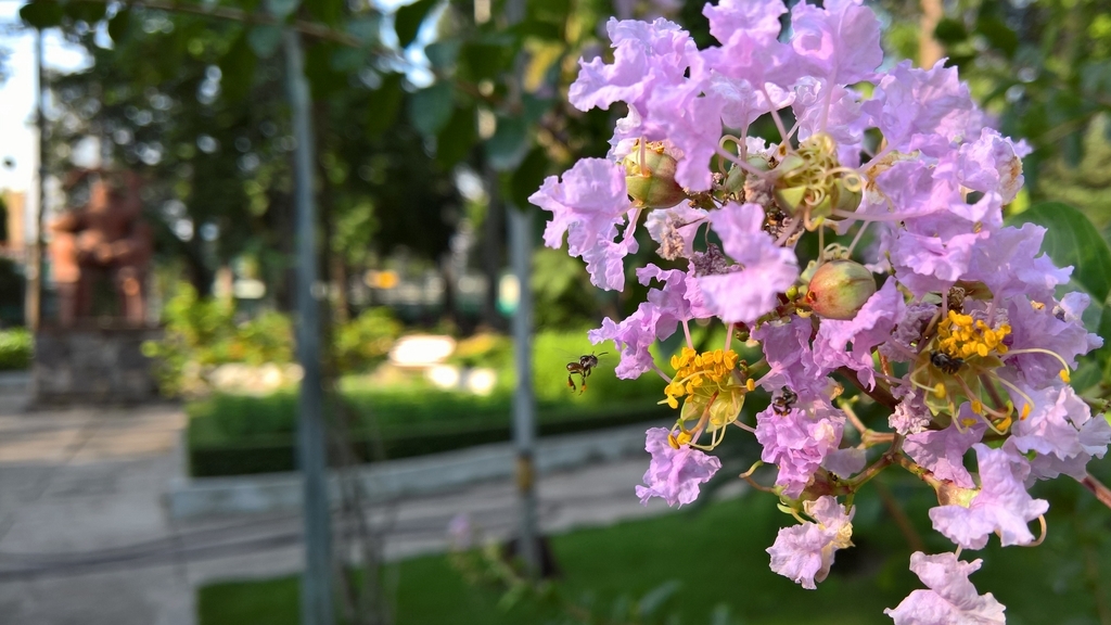 Đánh giá camera Lumia 950XL - Trên cả tuyệt vời
