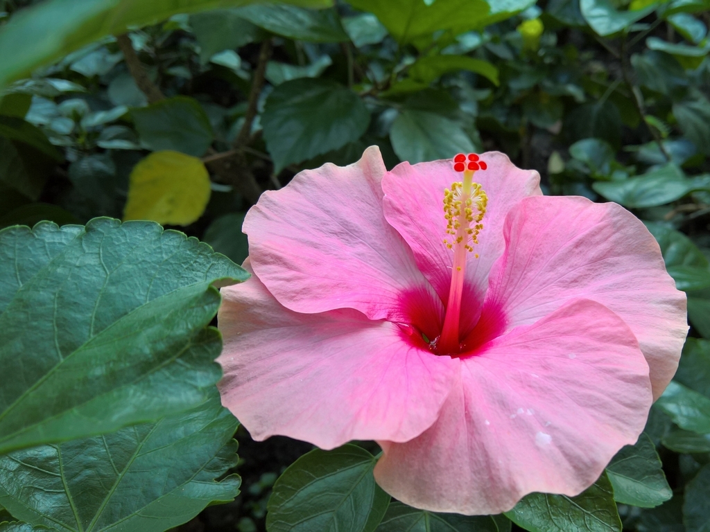 Đánh giá camera Lumia 950XL - Trên cả tuyệt vời