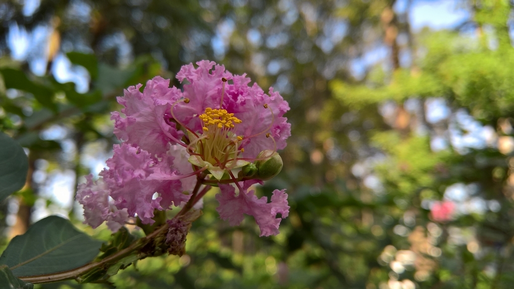 Đánh giá camera Lumia 950XL - Trên cả tuyệt vời
