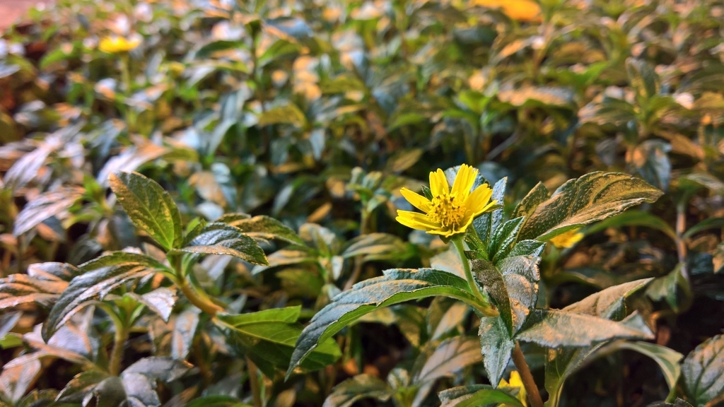 Đánh giá camera Lumia 950XL - Trên cả tuyệt vời