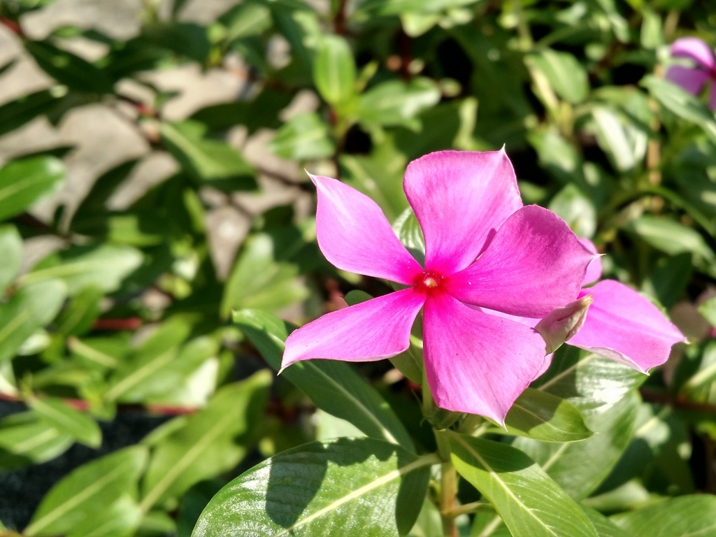 Đánh giá chi tiết camera Motorola Moto X