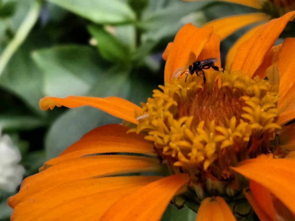 Đánh giá chi tiết camera Motorola Moto X