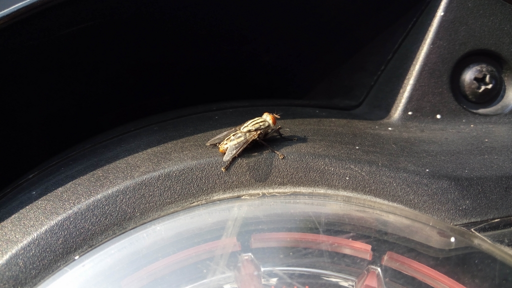 Đánh giá camera Mobiistar Prime X Grand Đánh giá camera Mobiistar Prime X Grand