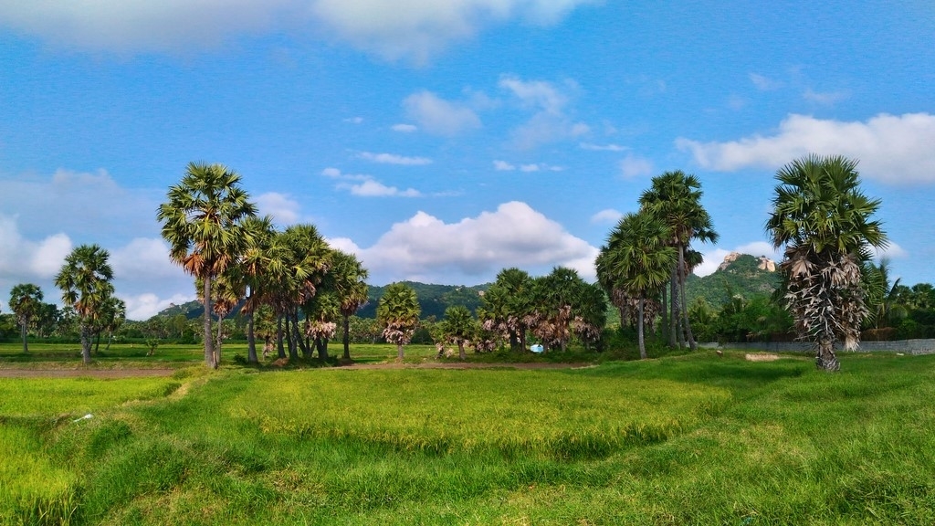 Đánh giá Camera Asus Zenfone Laser 5.5 inch