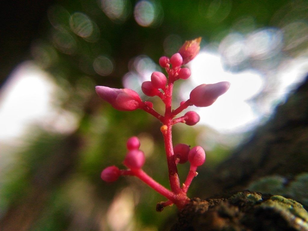 Đánh giá Camera Asus Zenfone Laser 5.5 inch