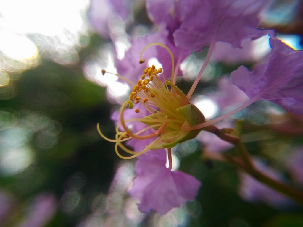 Đánh giá Camera Asus Zenfone Laser 5.5 inch