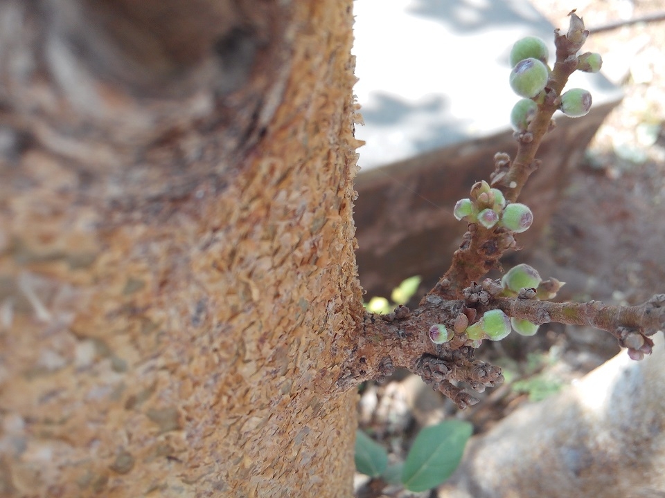 Đánh giá Gionee Marathon M3: Smartphone pin trâu, giá mềm