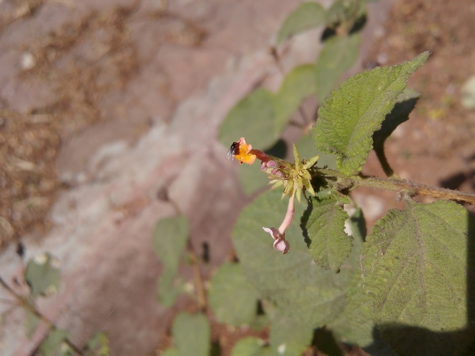 Đánh giá Gionee Marathon M3: Smartphone pin trâu, giá mềm