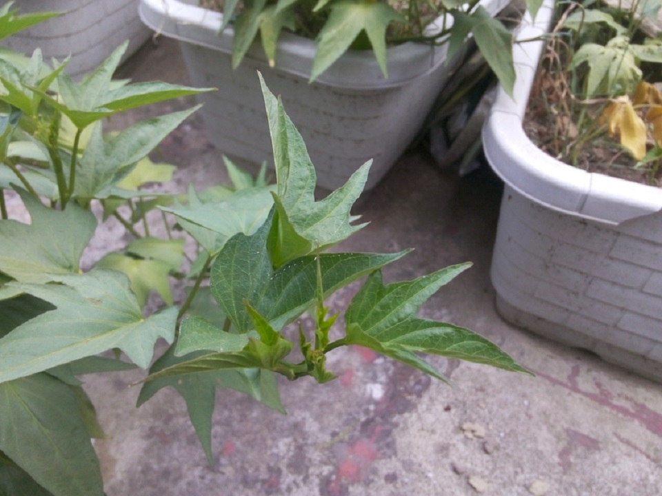 Đánh giá Gionee Marathon M3: Smartphone pin trâu, giá mềm