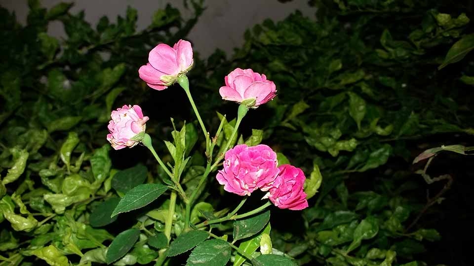 Đánh giá camera Galaxy On7: Khá ổn trong tầm giá