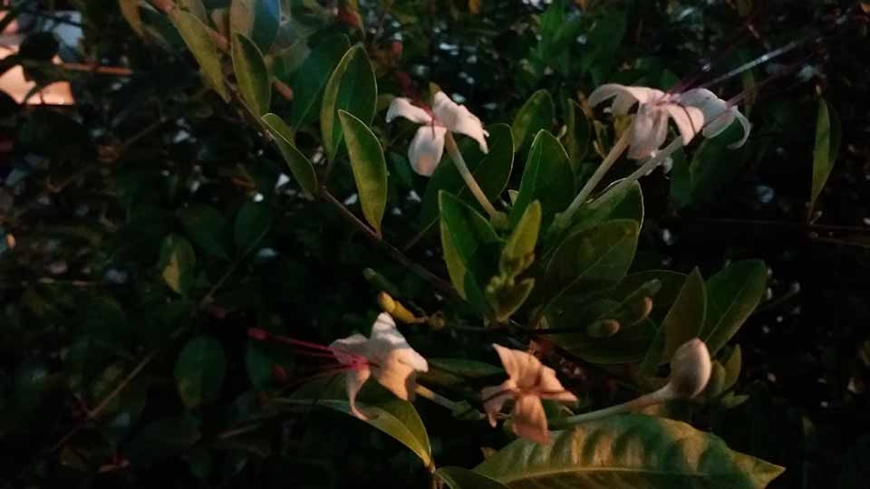 Đánh giá camera Galaxy On7: Khá ổn trong tầm giá