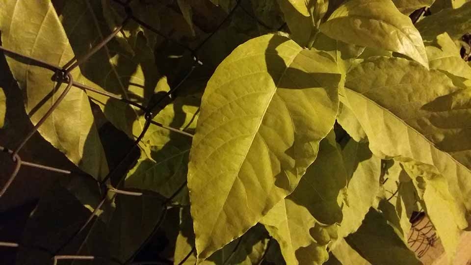 Đánh giá camera Galaxy On7: Khá ổn trong tầm giá
